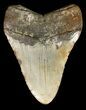Bargain, Megalodon Tooth - North Carolina #47199-2
